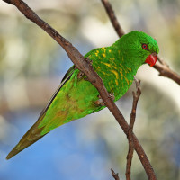 Scaly-breasted Lorikeet